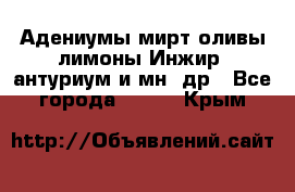 Адениумы,мирт,оливы,лимоны,Инжир, антуриум и мн .др - Все города  »    . Крым